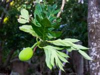 Astende an einem Brotfruchtbaum